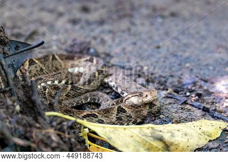 Danger And Deadly Venomous Snake Terciopelo (bothrops Asper), Resting Near Tourist Path In National 