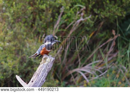Kingfisher On The Rio Chepu, Chiloe, Chile. High Quality Photo
