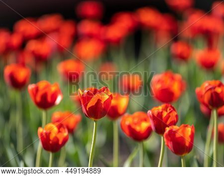 Colorful Red Tulips Blossom In Spring. Natural Sprintime Background.