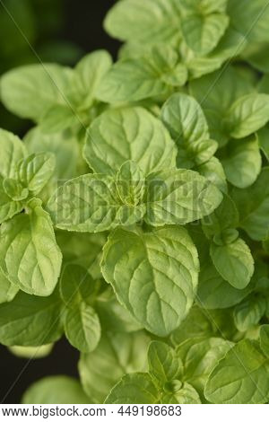 Basil Mint Green Leaves In The Garden