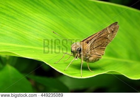 Pelopidas Mathias Or  The Dark Small Branded Swift Is A Butterfly Belonging To The Family Hesperiida