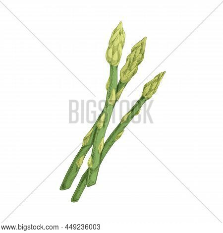Green Asparagus Sprouts. Fresh Food Plant. Sparrow Grass Stems. Raw Vegetarian Sparrowgrass. Realist
