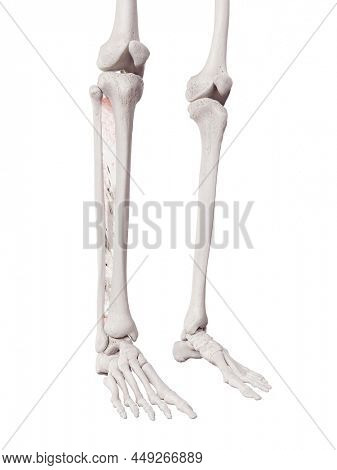 3d rendered medically accurate muscle illustration of the interosseous membrane