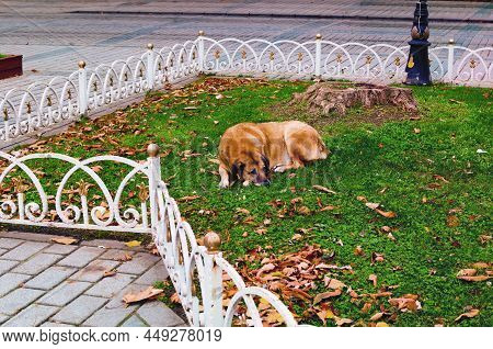 Sad Abandoned Dog. Homeless Stray Dog Is Lying On Grass In The City Park. Relax Mood. Concept Of Hom