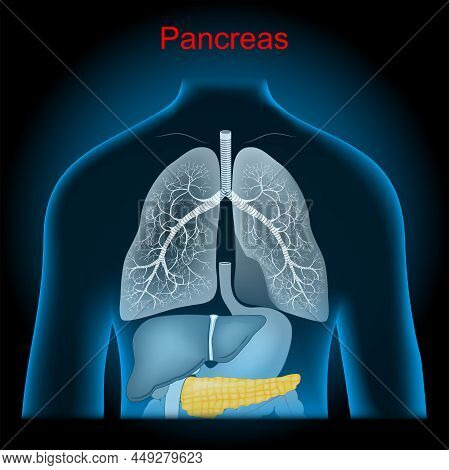 Pancreas Is An Organ Of The Digestive System And Endocrine System. Lungs, Stomach And Internal Organ