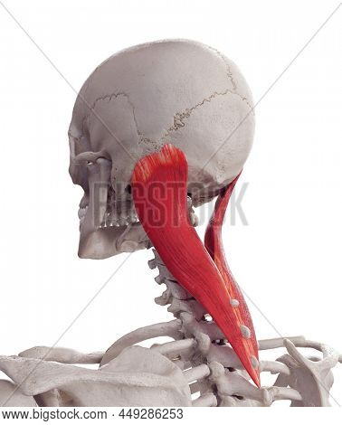 3d rendered medically accurate muscle illustration of the splenius capitis
