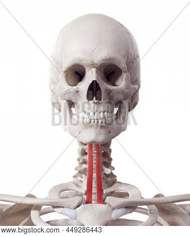 3d rendered medically accurate muscle illustration of the sternohyoid