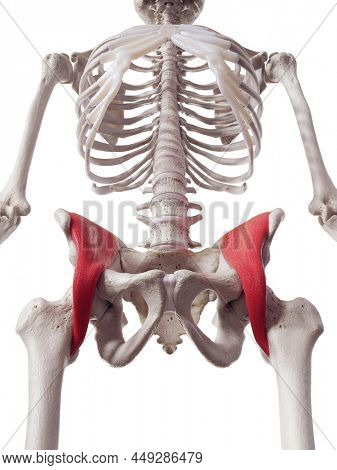 3d rendered medically accurate muscle illustration of the iliacus