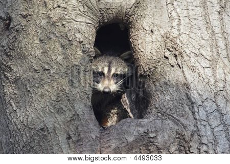Baby Raccoon puu