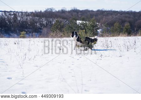 Black And White Border Collie Dog In A Snowy Winter Forest Hides And Plays