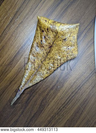 Natural Leaves, Ketapang Leaves With Wood Finny Background