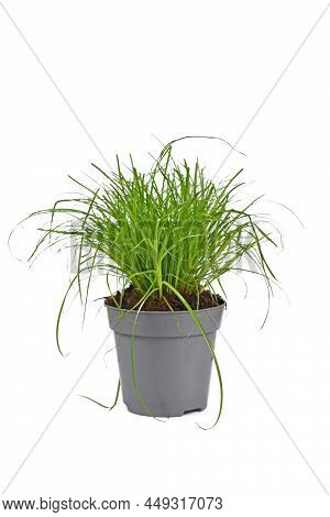 Potted Cat Grass With Botanic Name, Used For Cat To Help Them Throw Up Hair Balls On White Backgroun