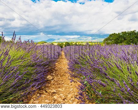 Provence Landscape With Lavender Fields, France