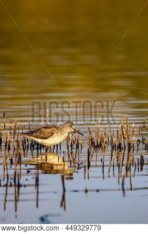 Common Greenshank (Tringa nebularia), Dehtar pond, Southern Bohemia, Czech Republic