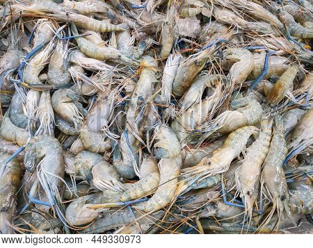 Fresh Shrimp Prawns For Sale In The Market Seafood Restaurant, Raw Shrimps On Ice