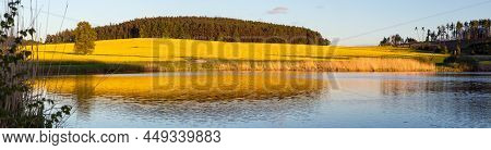 Rapeseed, Canola Or Colza Field Landscape Panorama In Latin Brassica Napus, Rape Seed Is Plant For G