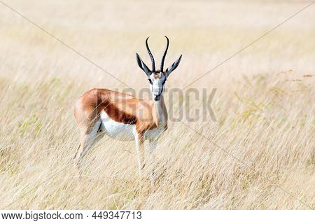 A male of black-faced impala (Aepyceros melampus petersi) stay at dry grass and looking forward, Etosha National Park, Namibia, Africa