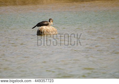 Great Cormorant Phalacrocorax Carbo Resting On A Rock. Charca De Maspalomas. Gran Canaria. Canary Is