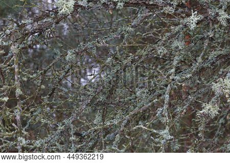 Evernia Prunastri, Oakmoss, Gray Lichen On Branches Close-up On Blurred Nature Background In Forest