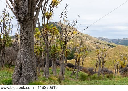 Wind Battered Cabbage Tree Grove On Track To Cooks Cove. Tolaga Bay, New Zealand.
