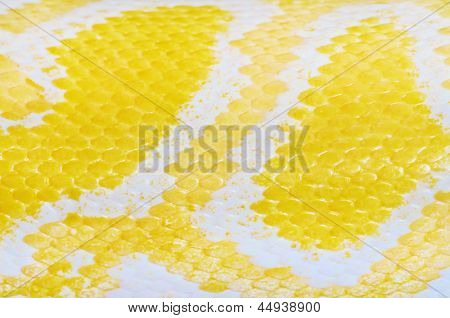 Кожи питона