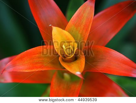 Extreme Nahaufnahme Schuss von Guzmania