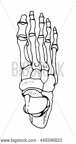 Bones Of The Human Foot, Vector Hand Drawn Illustration Isolated On A White Background