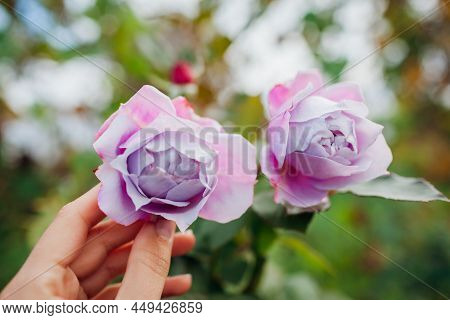 Gardener Holds Lavender Purple Rose Novalis Blooms In Summer Garden. Close Up Of Flower In Hand. Kor