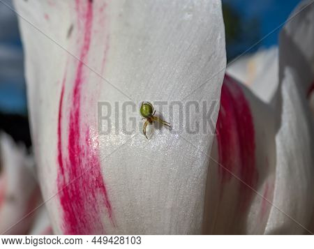 Close-up Of The Cucumber Green Spider (araniella Cucurbitina) On A Pink And White Flower Petal Of A 