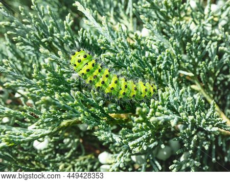 Macro Shot Of The Larva Or Caterpillar Of The Small Emperor Moth (saturnia Pavonia) - Green With Bla