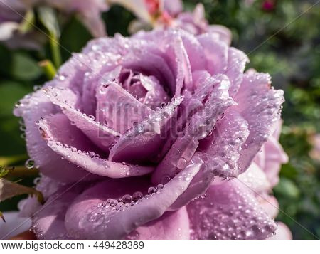 Close-up Of Outstanding, Old Fashioned Lavender Rose 'novalis' With Multi Layered Mauve Flowers. Det