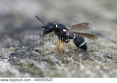 Closeup On A Small Black And White Potter Wasp, Microdynerus Exilis, Sitting On A Piece Of Wood In S