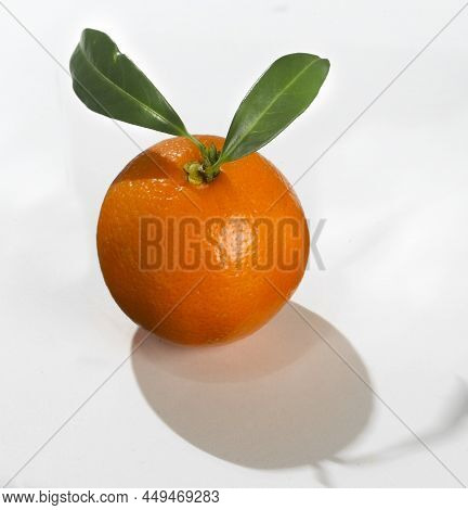 A Freshly Picked Orange From Its Tree. The Natural Color That Gives You The Certainty That It Will B