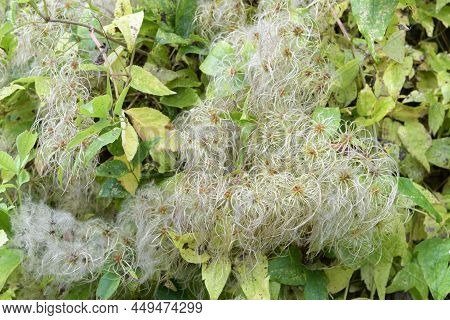 Clematis Vitalba Seed. Heads With Silky Appendages In October, Known As Old Man's Beard
