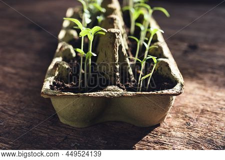 Reused Egg Box With Tomato Seedlings Close-up, Sustainable Home Gardening And Connecting With Nature