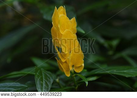 Pachystachys Lutea (lollipop Flower). A Tropical Evergreen Shrub Of The Acanthaceae Native To Centra