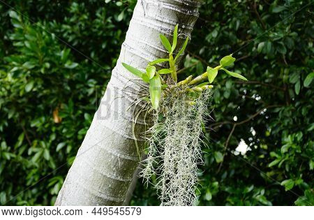 A Small Orchid With Moss Hanging On The Side Of A Palm Tree