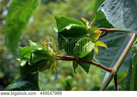 Abroma Augustum Plant's Seeds. Abroma Augusta Medicinal Plant Seeds On Tree.