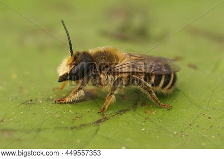 Closeup On A Hairy Banded Mud Bee, Chalicodoma Ericetorum, Sitting On A Green Leaf In He Garden