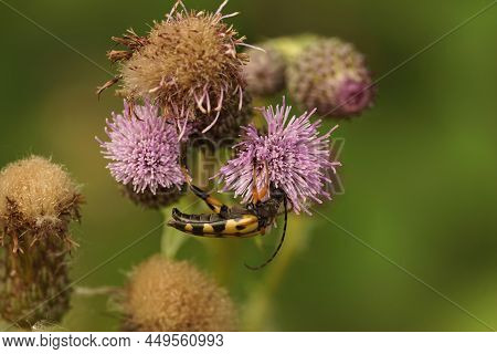 Closeup On A Spotted Longhorn, Leptura Maculata Sipping Nectar From A Purple Thistle , Cirsium Arven