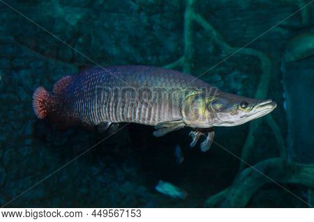 Arapaima Sudis Gigas, Also Known As The Pirarucu. Wildlife Animal