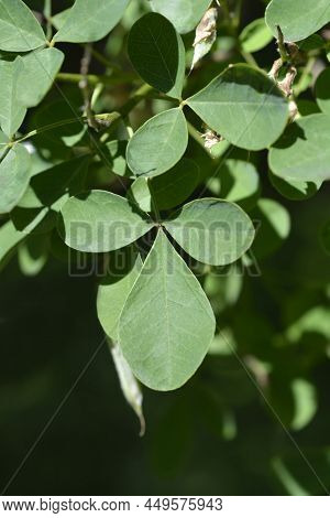 Dalmatian Laburnum Branch With Leaves In The Spring