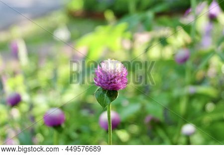 Flower And Plant, Fresh Purple Globe Amaranth, Gomphrena Globosa, Makhmali Or Vadamalli Used To Make