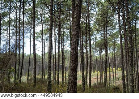 Pine Trees Forest View
