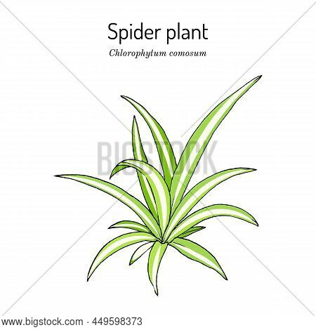 Spider Plant Chlorophytum Comosum , Medicinal And House Plant. Hand Drawn Botanical Vector Illustrat