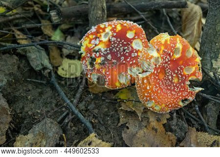 A Poisonous And Hallucinogenic Mushroom Fly Agaric In The Grass Against The Background Of An Autumn 