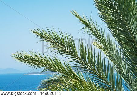 Phoenix Dactylifera, Commonly Known As Date Or Date Palm Is A Flowering Plant Species In The Palm Fa