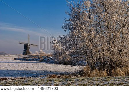 Riped Trees In Front Of The Windmill Broekmolen