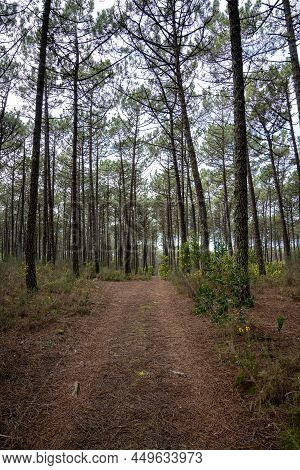 Pine Trees Forest View
