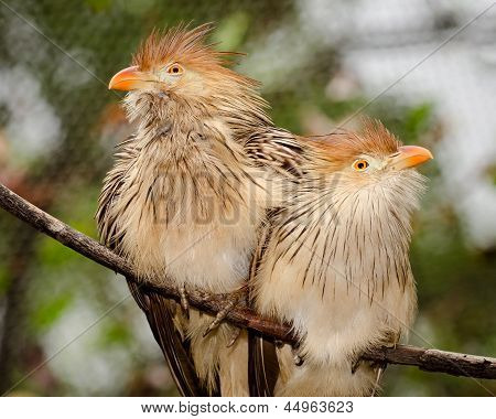 Paar Guira Kuckuck Vögel